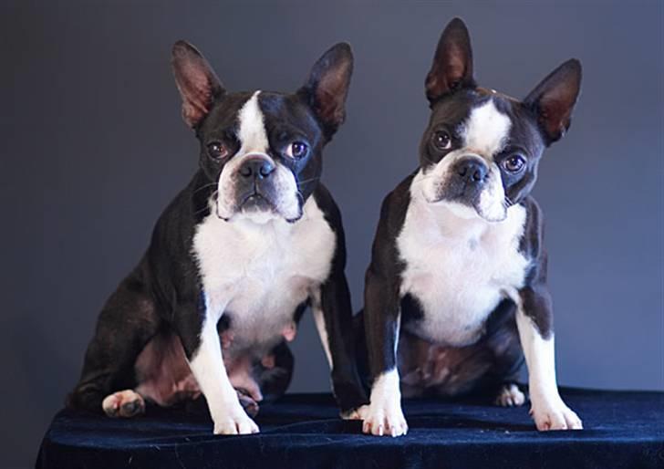 Boston terrier DeeDee - DeeDee & Tease. Okt.2007. billede 12