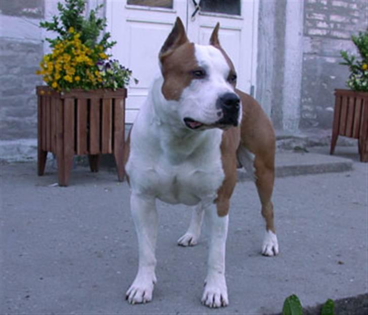 Amerikansk staffordshire terrier Kato *SOLGT* :`( - Kato`s far (Srcky´s Franstal Diplomat) fra northern amstaffs billede 14