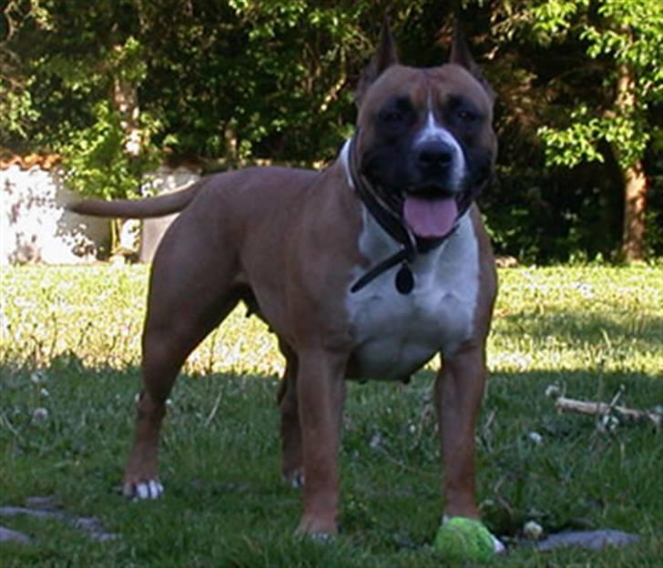 Amerikansk staffordshire terrier Kato *SOLGT* :`( - Kato`s mor (Srcky´s Ruby Little Queen) fra northern amstaffs billede 15