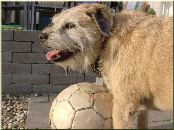 Border terrier Bamse billede 2