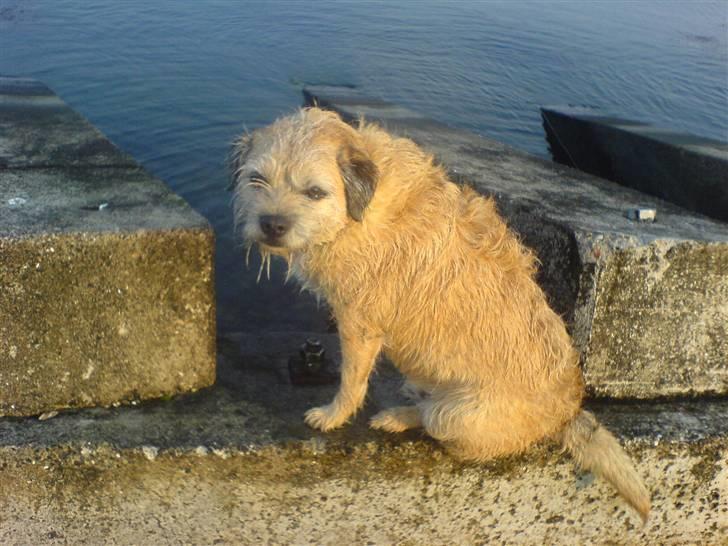 Border terrier Bamse billede 3