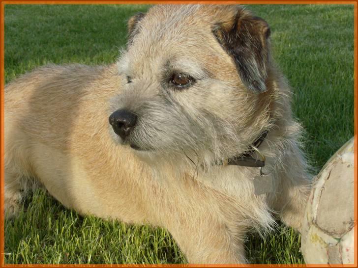 Border terrier Bamse billede 4