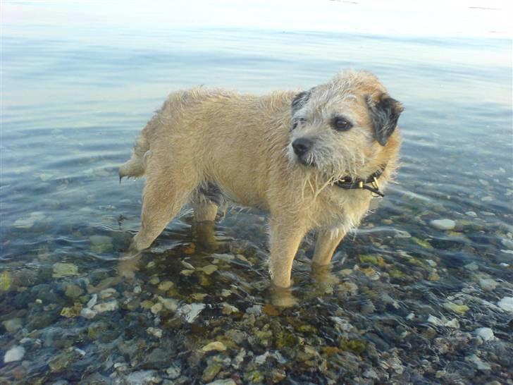 Border terrier Bamse - elsker at svømme hehe billede 5