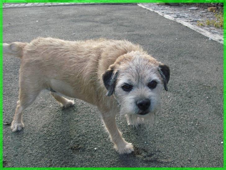 Border terrier Bamse - min veninde mai<333 og bamse i solen billede 6