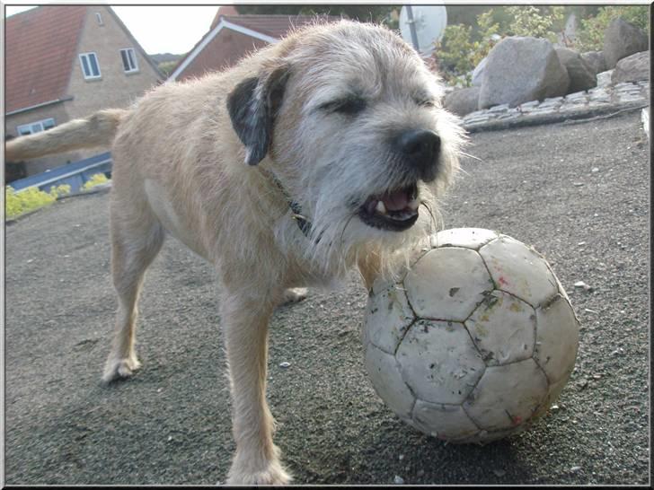 Border terrier Bamse - WOW min lille spring hund billede 7