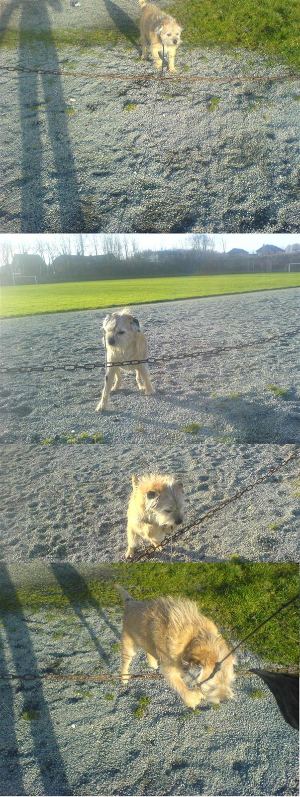 Border terrier Bamse billede 8