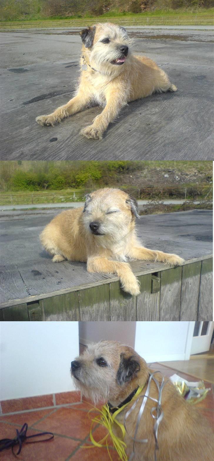 Border terrier Bamse - ELSKER DIG MIN BAMSE<3333333333 billede 9