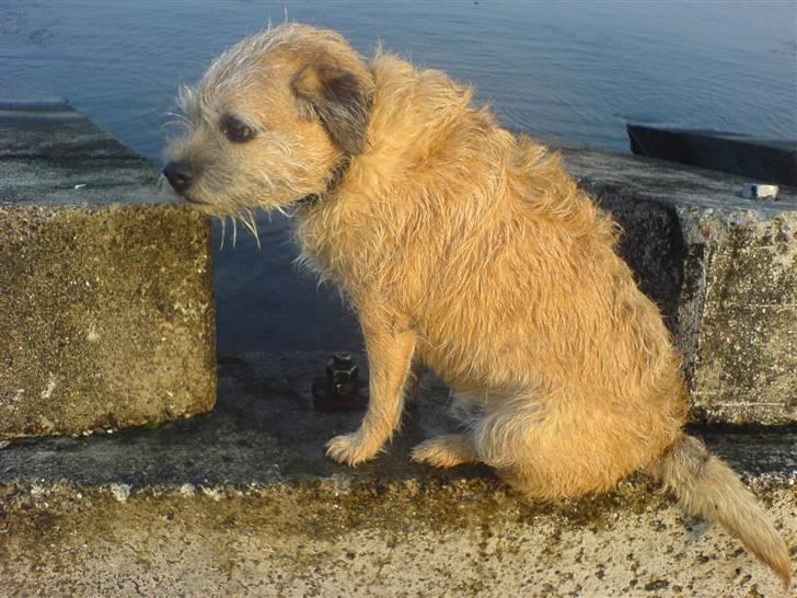 Border terrier Bamse billede 10