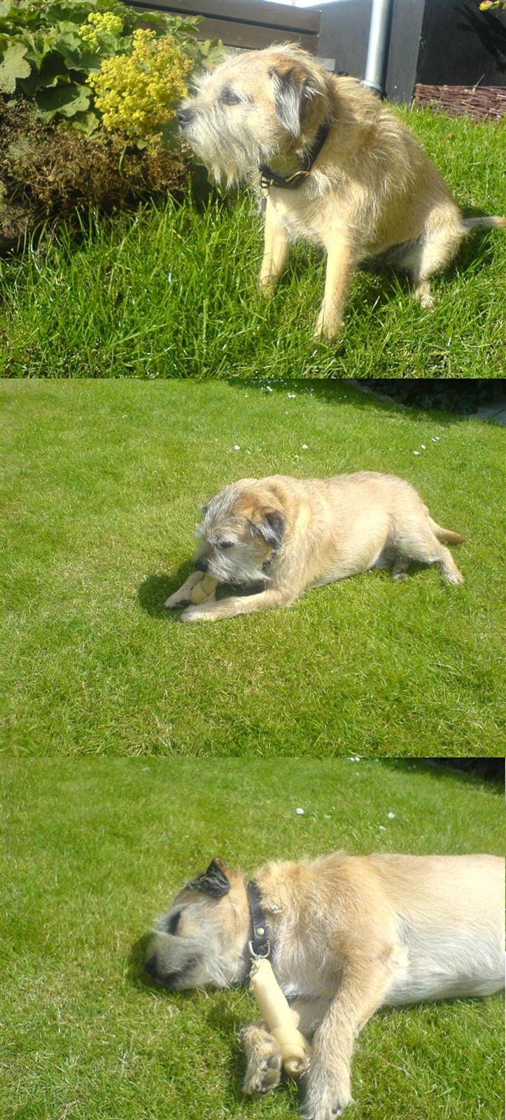 Border terrier Bamse billede 11