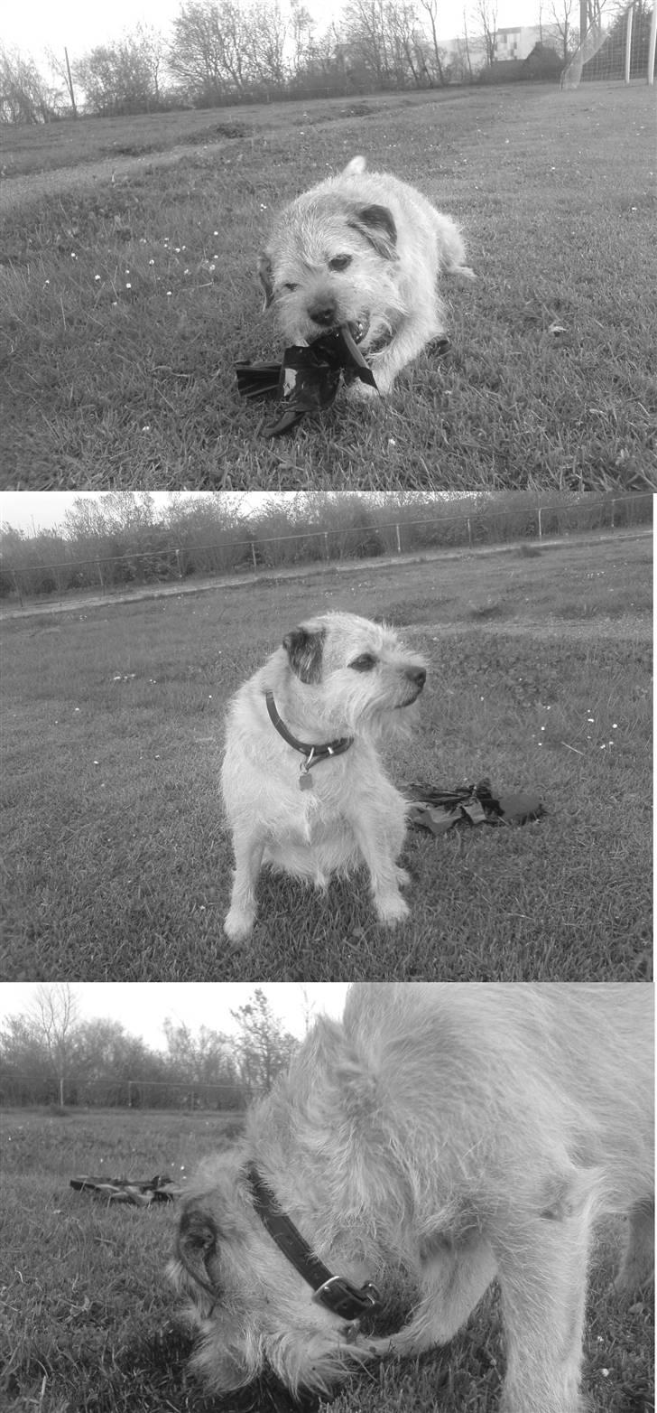 Border terrier Bamse - var lige i gang med at æde snoren hehe.... billede 12
