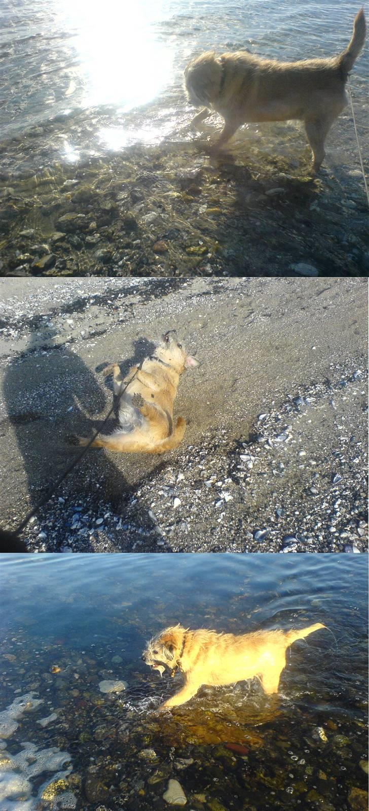 Border terrier Bamse - er der nogen fisk her<333 billede 13