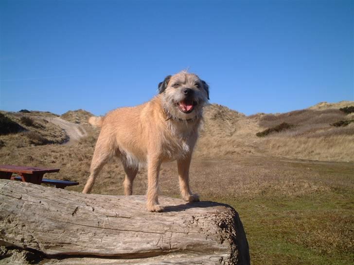 Border terrier Bamse billede 14