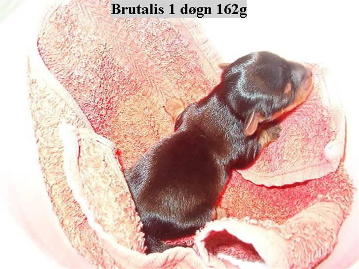 Yorkshire terrier Brutalis - Brutalis billede 4