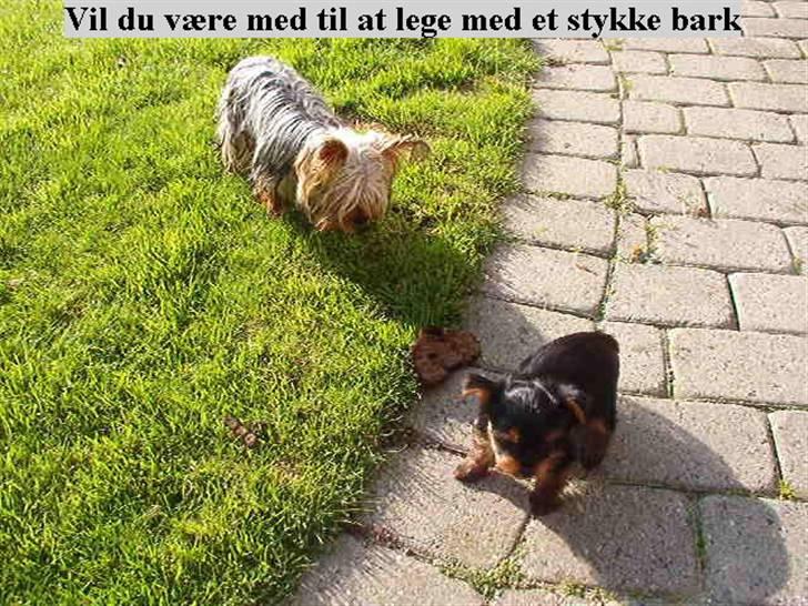 Yorkshire terrier Brutalis billede 5