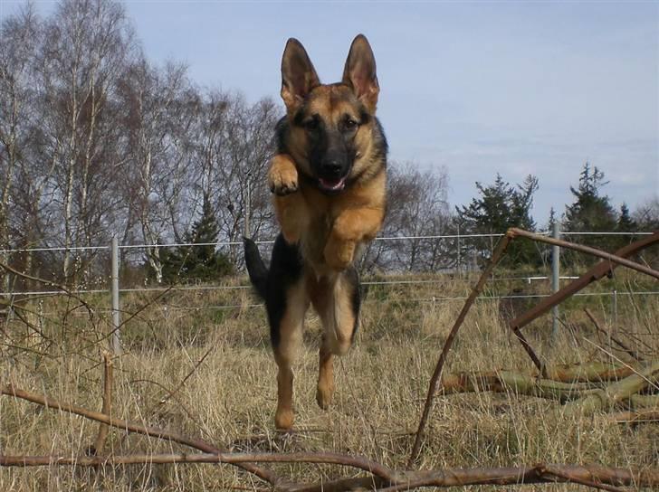 Schæferhund Neela *Himmelhund* billede 1