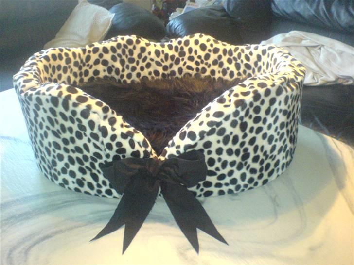 Yorkshire terrier Brutalis - Brutalis tempur hundekurv, en absolut prototype billede 6