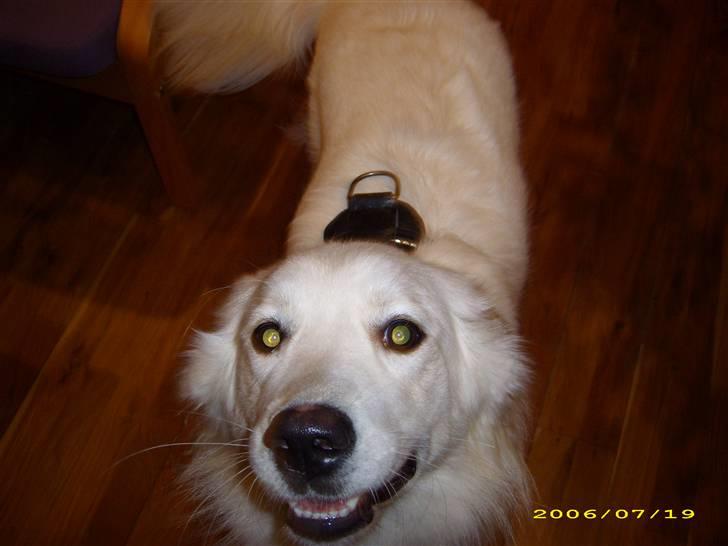 Blanding af racer nikita billede 19