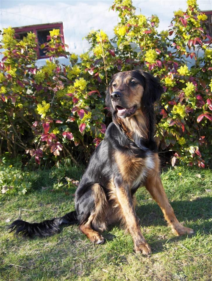 Blanding af racer Luna billede 1