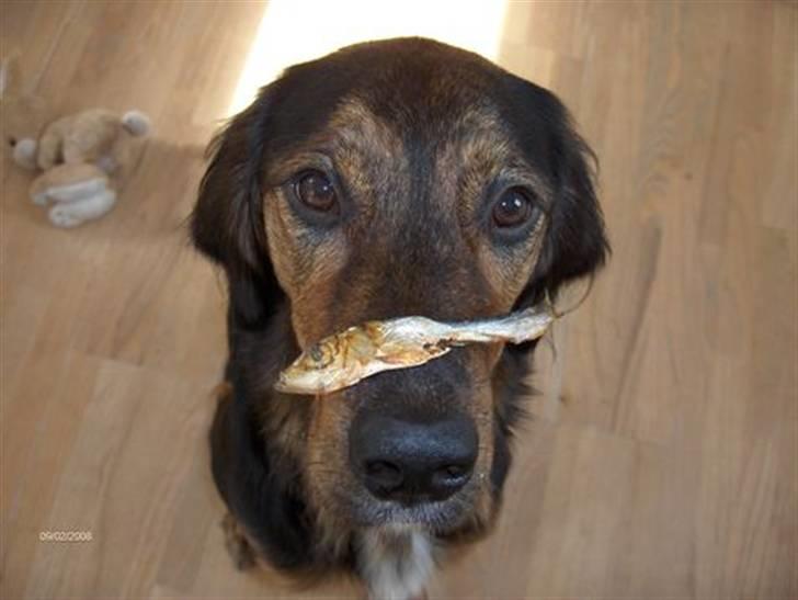 Blanding af racer Luna - Mor hvorfor ligger der en død fisk på min snude? billede 2