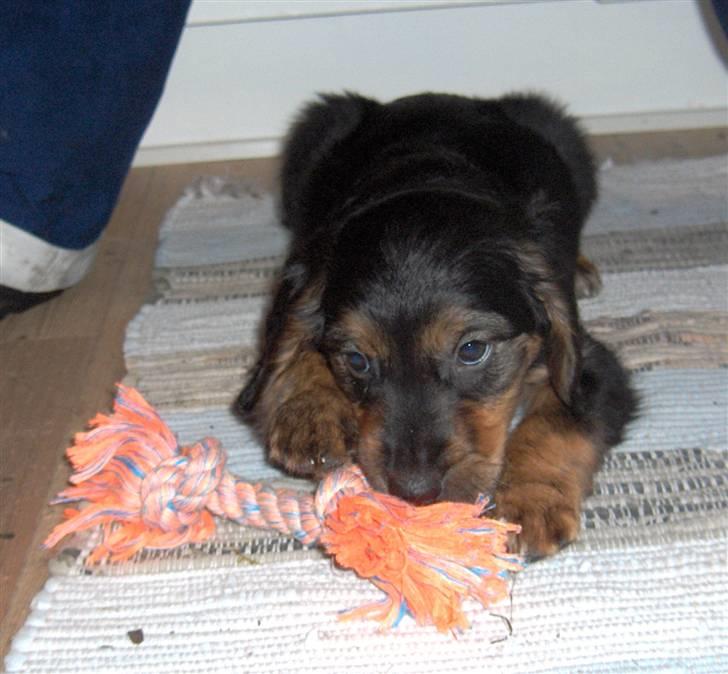 Blanding af racer Luna - Første dag hjemme hos mine nye forældre.  billede 3