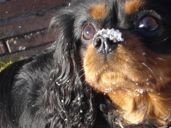 Cavalier king charles spaniel Vega billede 1