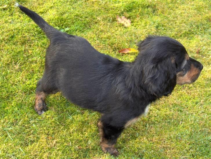 Blanding af racer Luna - Ja ja måske jeg var lidt tyk som hvalp.  billede 4