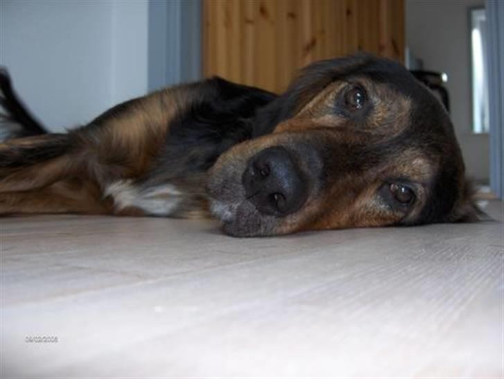 Blanding af racer Luna billede 5