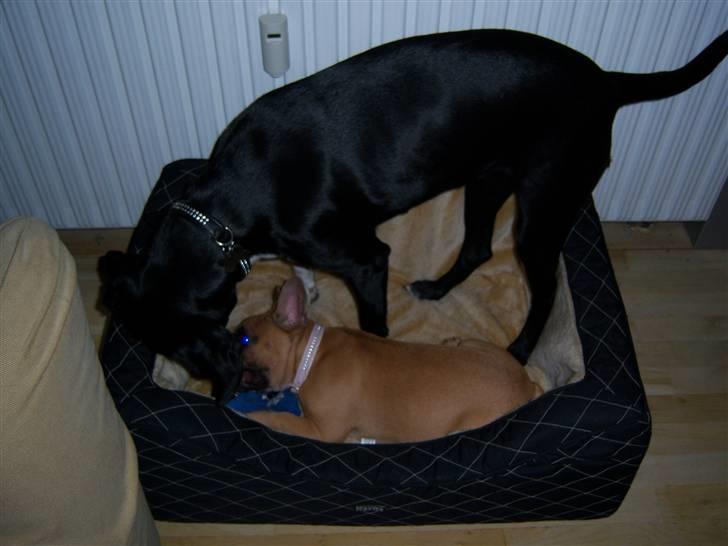 Blanding af racer Bianca billede 10