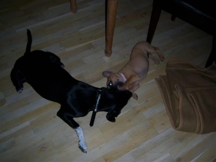 Blanding af racer Bianca billede 11