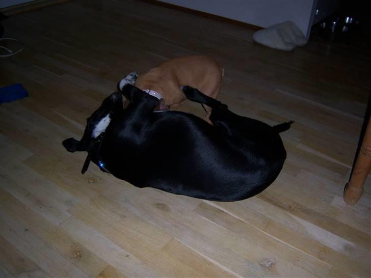 Blanding af racer Bianca billede 12