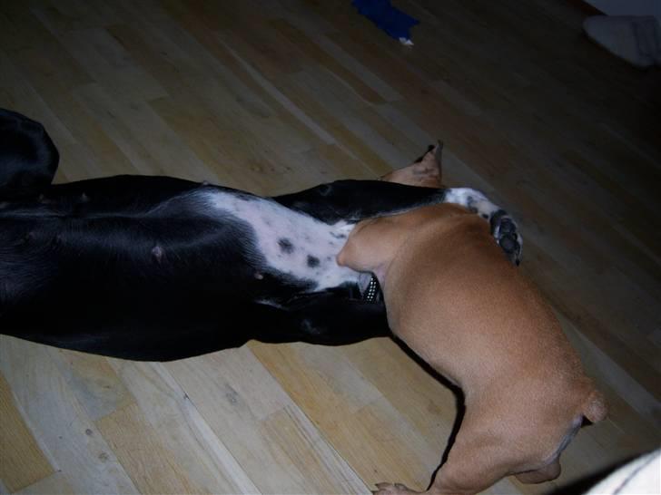 Blanding af racer Bianca billede 13