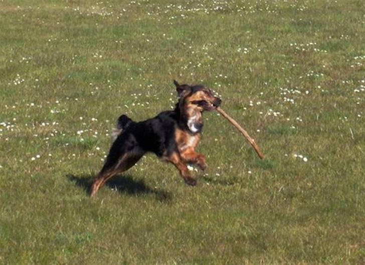 Blanding af racer Luna billede 6