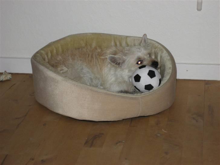 Blanding af racer Kenzo billede 11