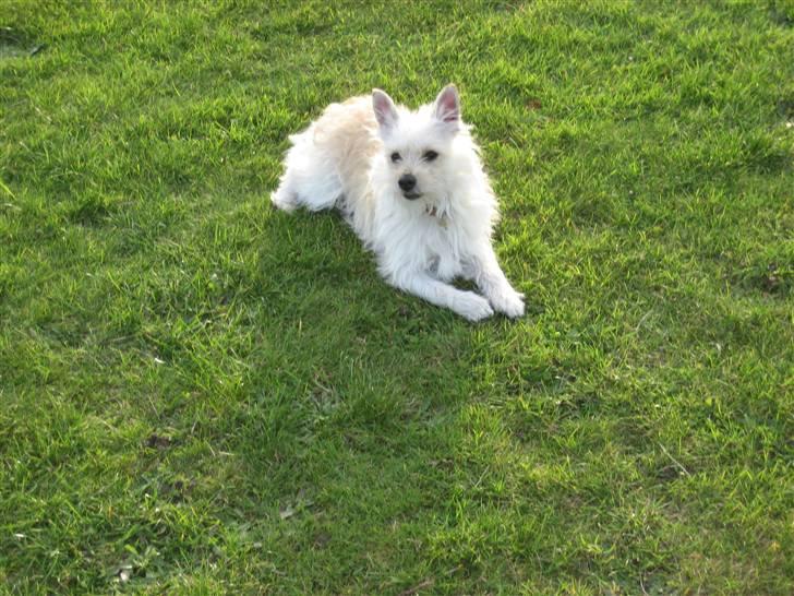 Blanding af racer Kenzo billede 12