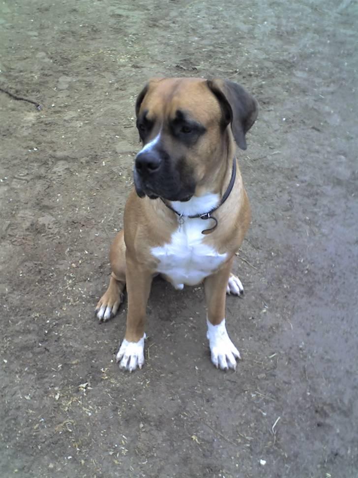 Blanding af racer Anton billede 5