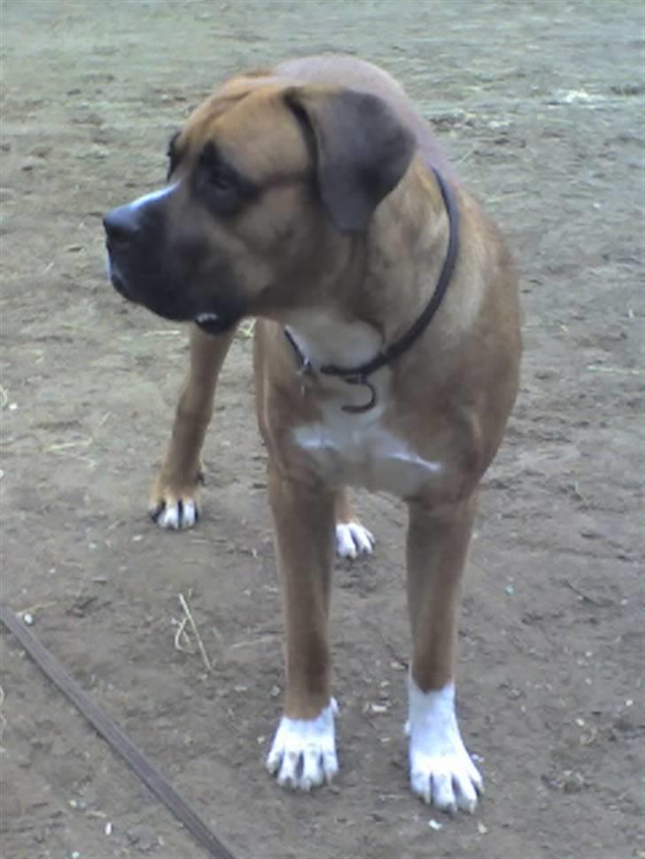 Blanding af racer Anton billede 6