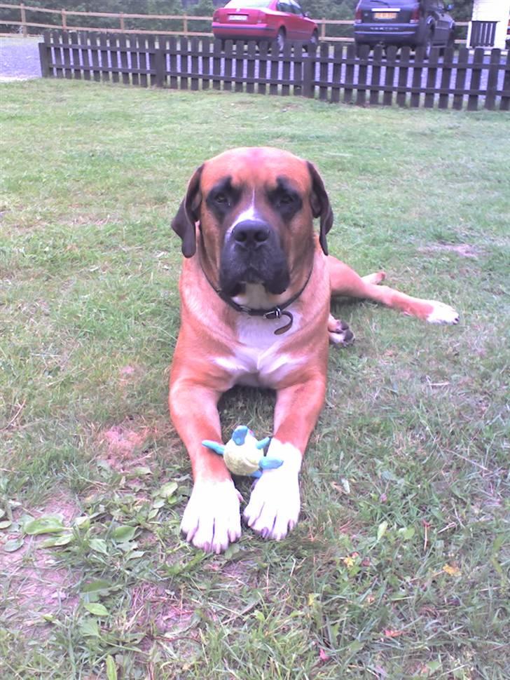 Blanding af racer Anton billede 7