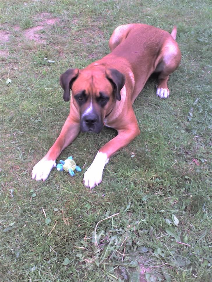 Blanding af racer Anton billede 8