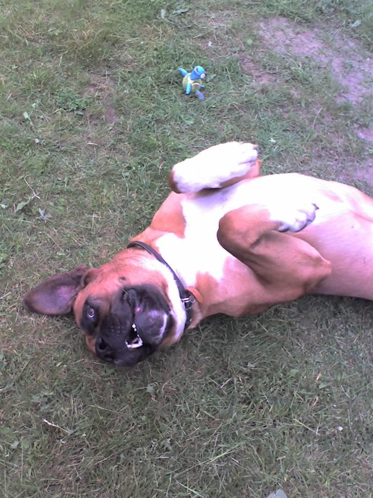 Blanding af racer Anton billede 9