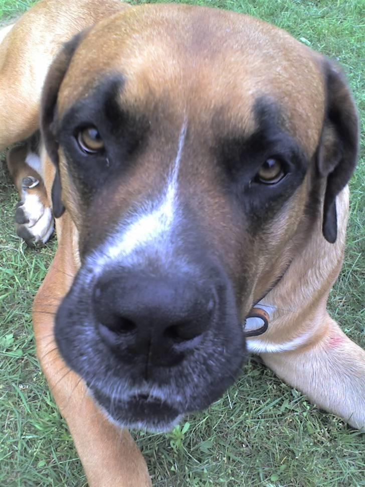 Blanding af racer Anton billede 10