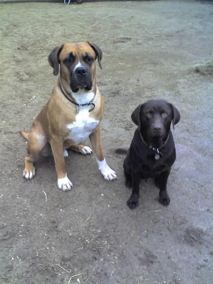 Blanding af racer Anton billede 11