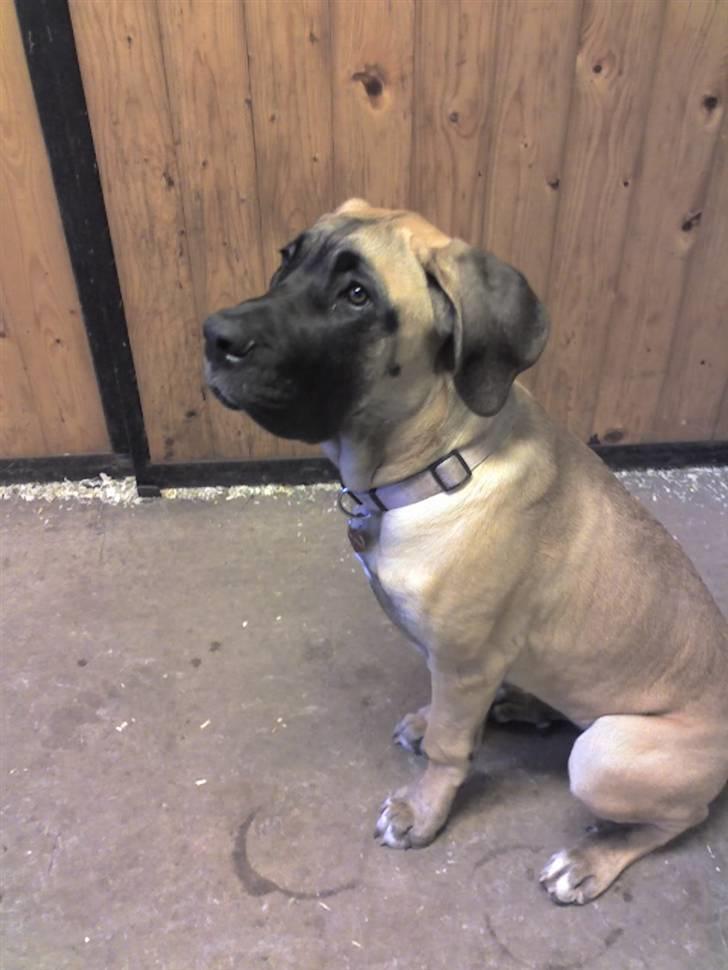 Blanding af racer Emma billede 1