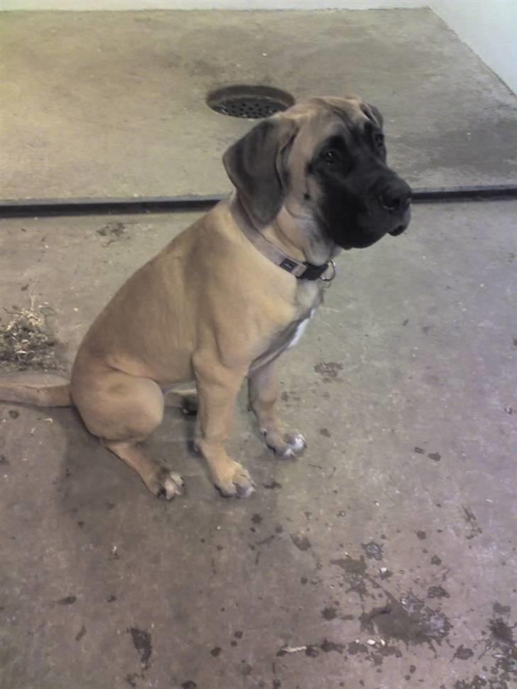 Blanding af racer Emma billede 2