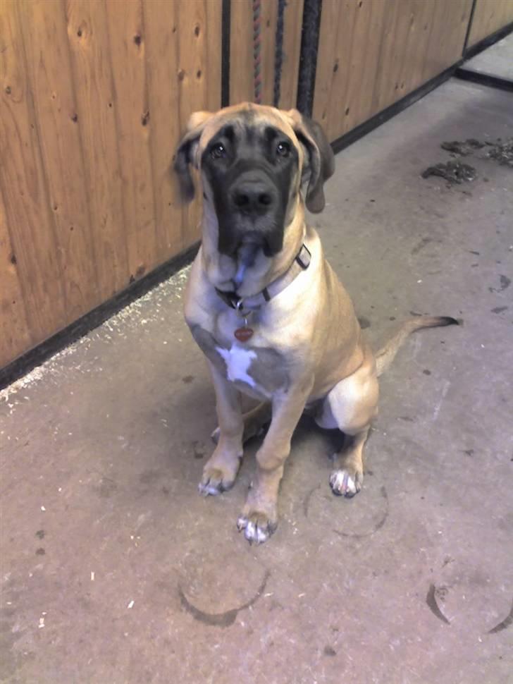 Blanding af racer Emma billede 3