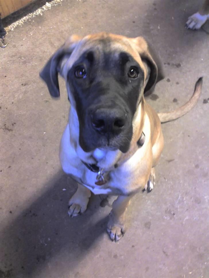 Blanding af racer Emma billede 4