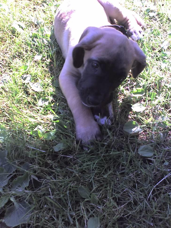 Blanding af racer Emma billede 6