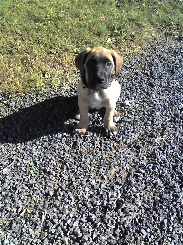 Blanding af racer Emma billede 7