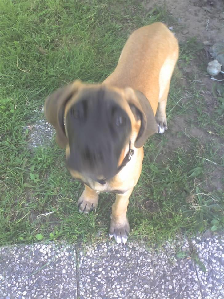 Blanding af racer Emma billede 8