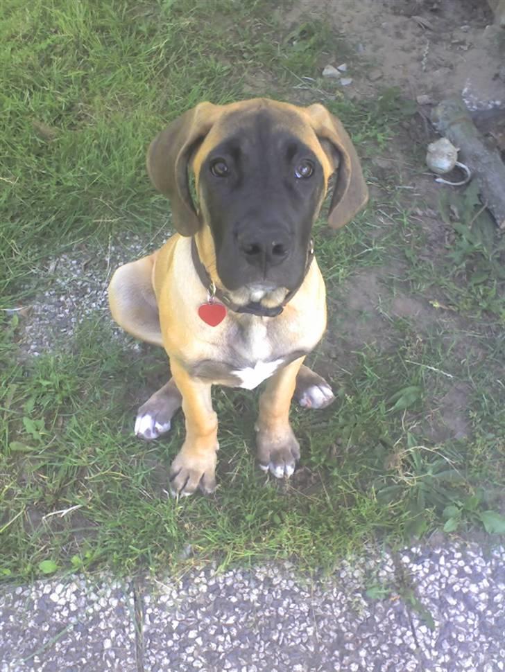 Blanding af racer Emma billede 9