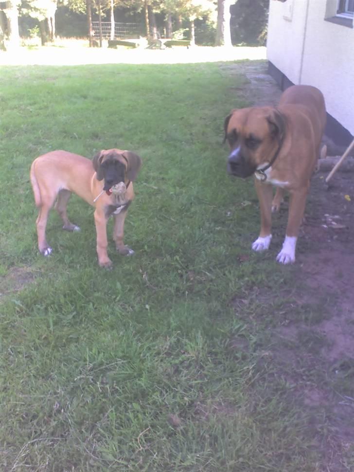 Blanding af racer Emma billede 10